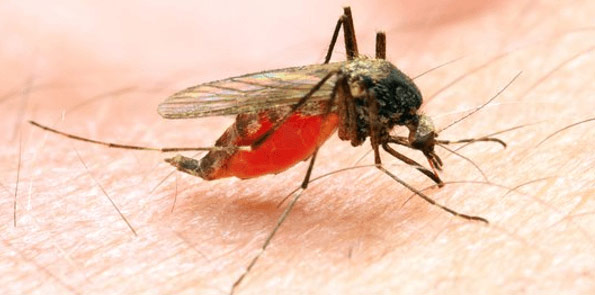 MALARIA